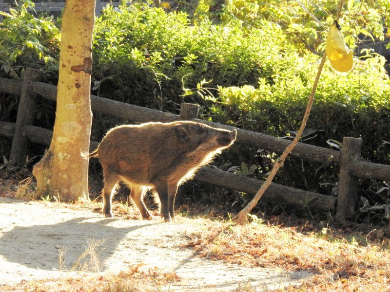 甲山森林公園（41）「イノシシ」（西宮市）: しゃし ブログ
