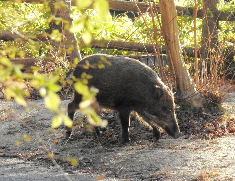 甲山森林公園（41）「イノシシ」（西宮市）: しゃし ブログ