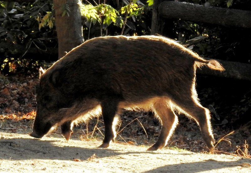 甲山森林公園（41）「イノシシ」（西宮市）: しゃし ブログ