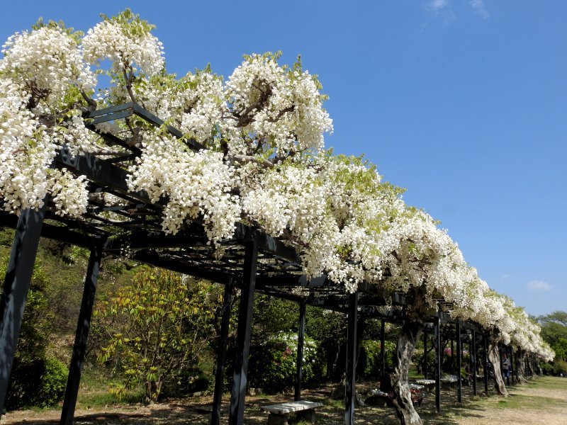 【白藤•*¨*•.¸♬︎⠀】 Photos by 白藤にや (@nya_maru.z) · January 5, 2026