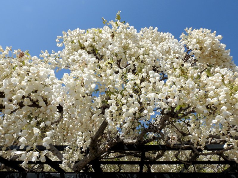 【白藤•*¨*•.¸♬︎⠀】 輝＆輝 | shamisenkikihp